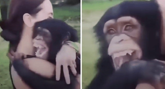 Emotivo encuentro de un chimpancé con su antigua criadora (Web)