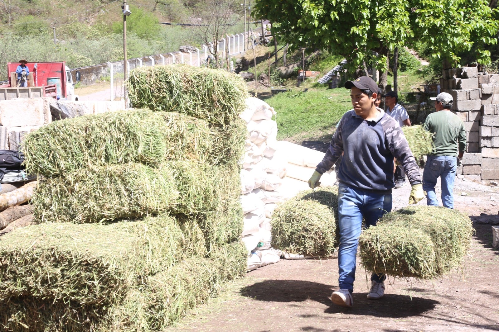 El proyecto integral “Mejor Producción Caprina para Jallchasqa” busca mejorar las condiciones de comercialización de cabras, tanto en carne como en la producción de quesos, en Jujuy.