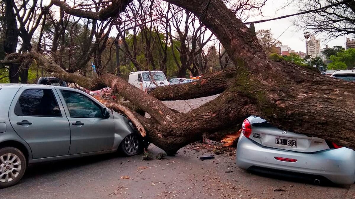 Más de 50 árboles caídos y autos destrozados por el fuerte viento en Rosario