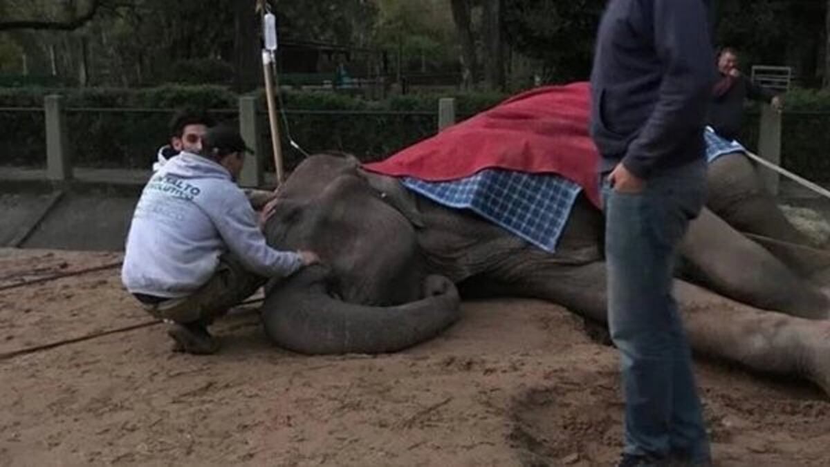Murió la elefanta Pelusa, un emblema del Zoo de La Plata
