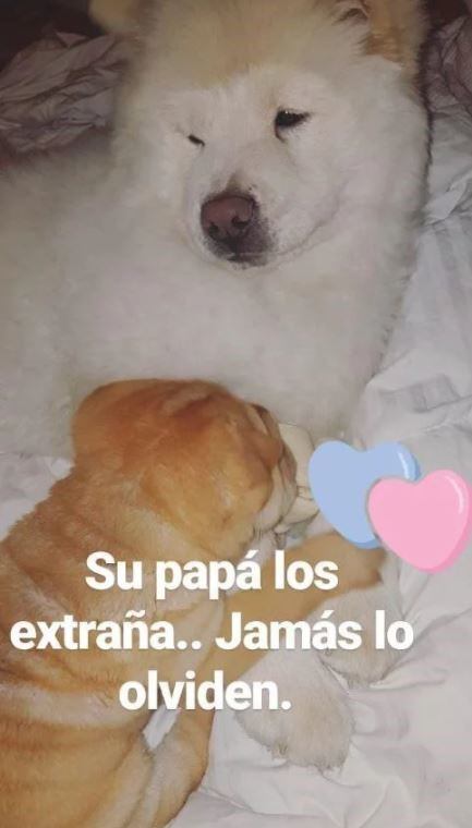 Martín Casar quiere ver a los perritos.