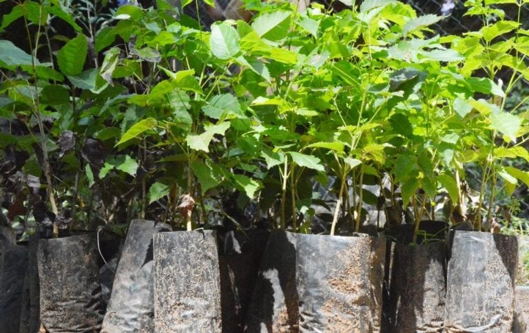 Plantines de arboles