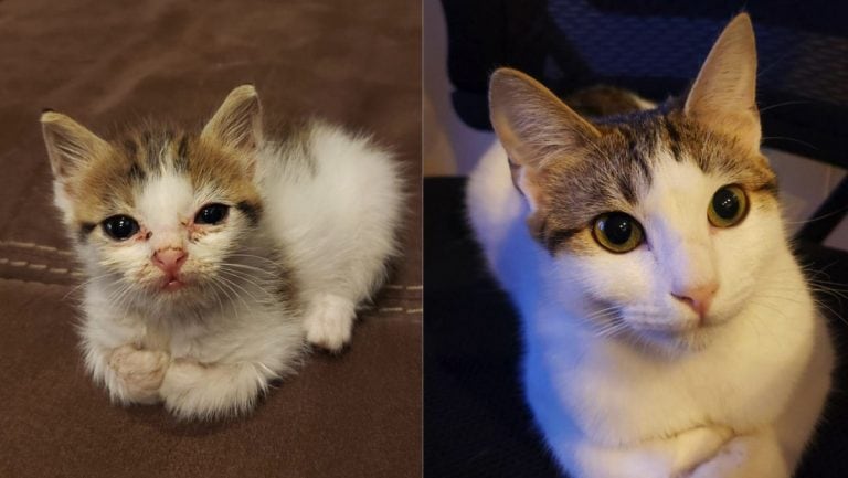 Una gata se volvió viral por su impactante cambio después de ser rescatada.