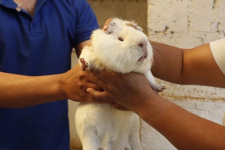 Helado de cobayo en Ecuador.