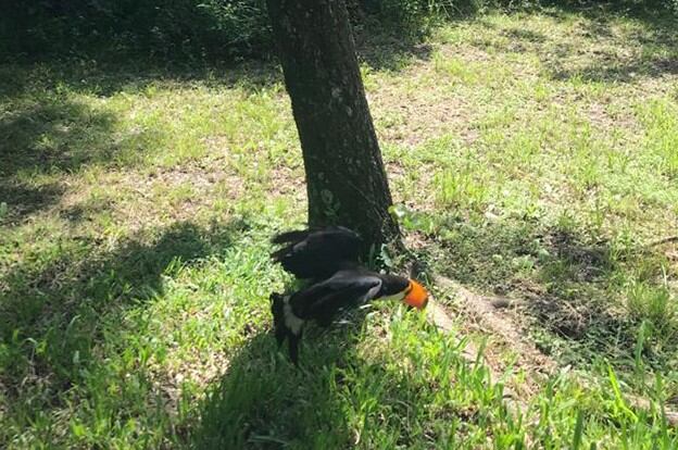 El tucán fue rescatado por vecinos de Colonia Caroya y liberado en el Chaco.