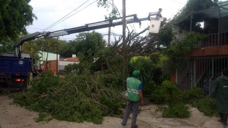 El temporal provocó caída de árboles en Resistencia.