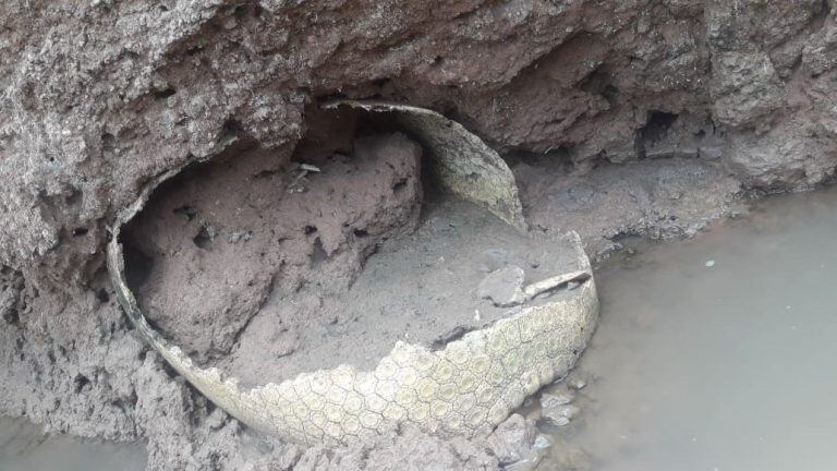 El hallazgo del gliptodonte fue en la zona del río Ctalamochita, en cercanías de Bell Ville. (Municipalidad de Bell Ville)