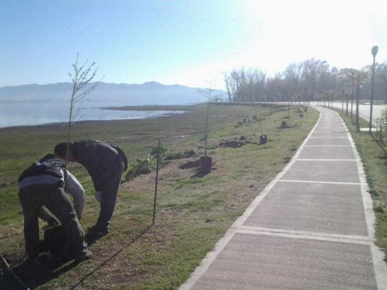 Plantarán especies nativas en la Costanera