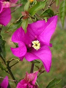 Santa Rita Bougainvillea