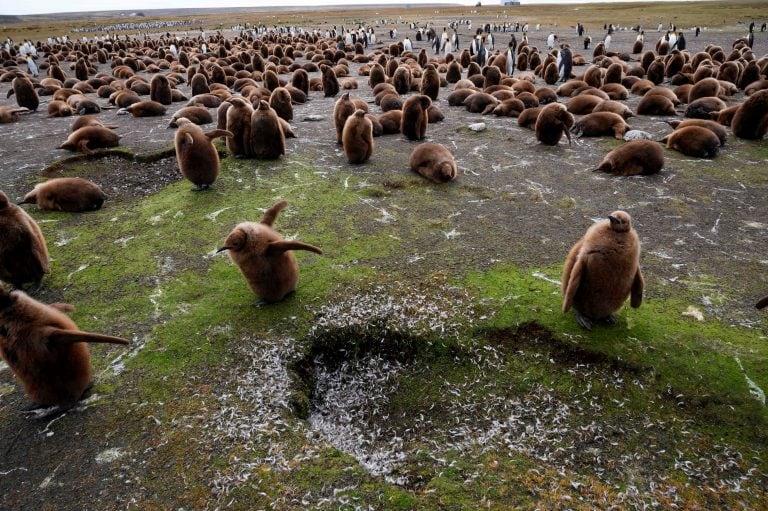 Malvinas tiene una increíble biodiversidad, con más de 25 especies de ballenas y delfines y cinco especies de pinguinos. Fotos de Pablo Porciuncula Brune / AFP