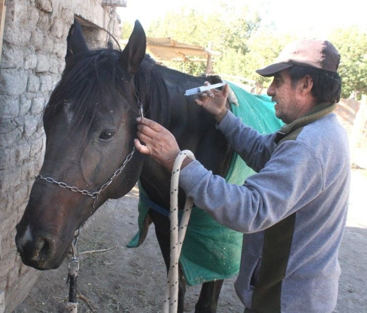 Los caballos deben ser vacunados