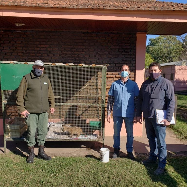 Cachorros de puma rescatados