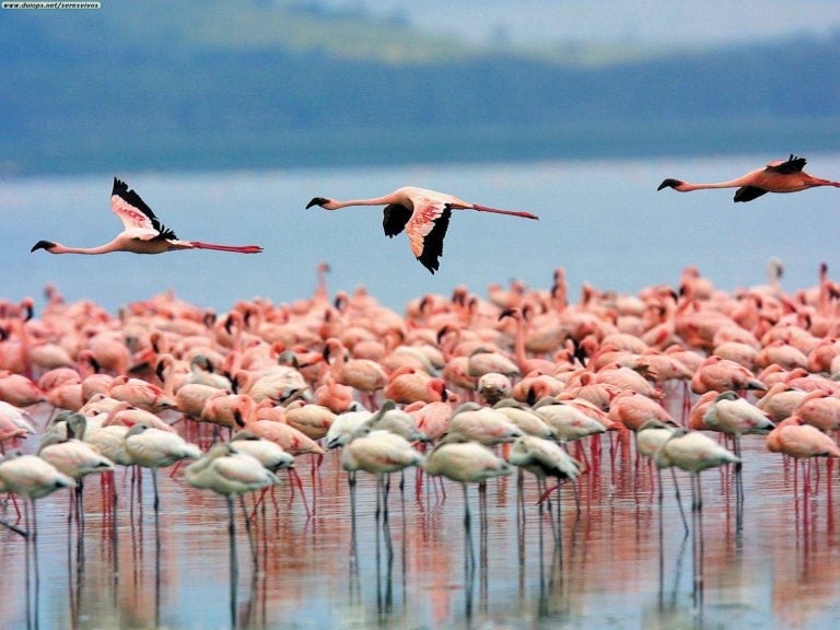 Laguna de Llancanelo.