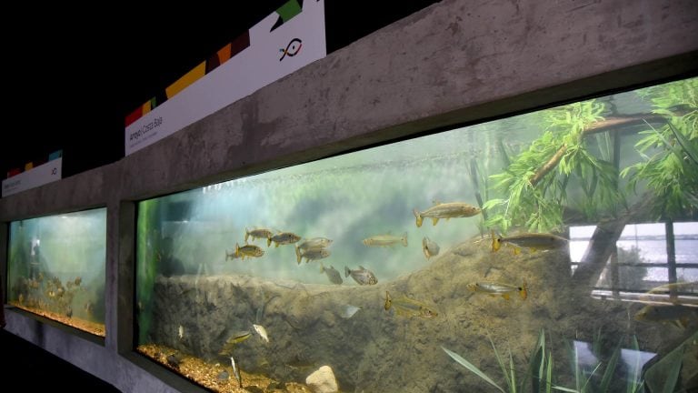 Acuario del Río Parana. (Prensa Gobierno de Santa Fe)