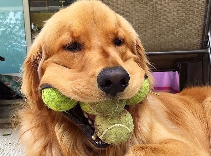 El golden que batió el récord de pelotas de tenis en la boca.