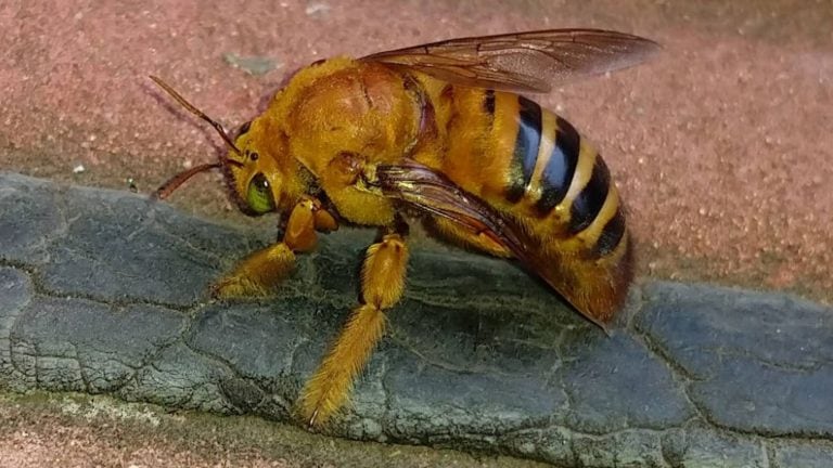 Abeja Carpintera, Xylocopa augusti, macho (Diego Alfonso Rosa, Ecoregistros)