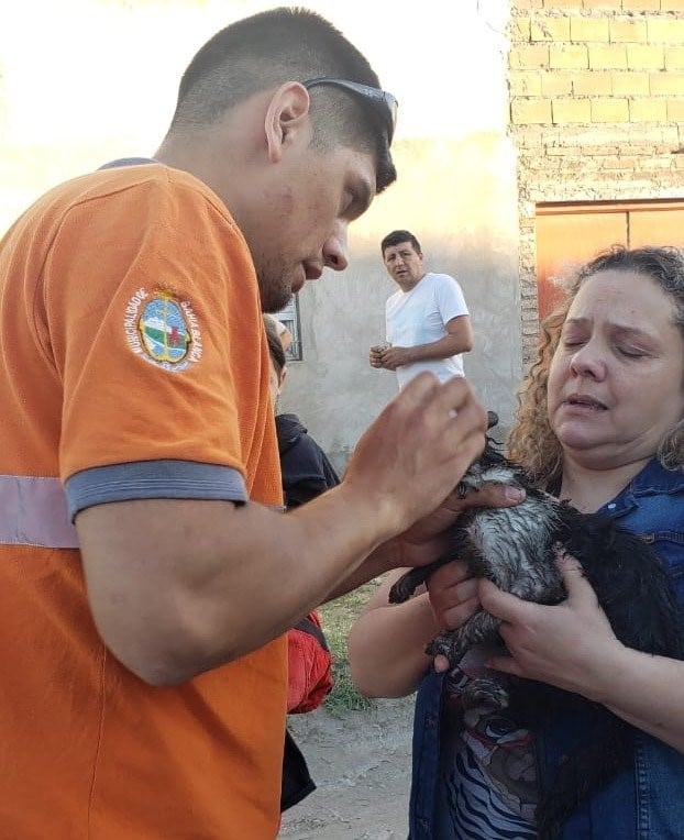 Bomberos salvaron a un gato en un incendio