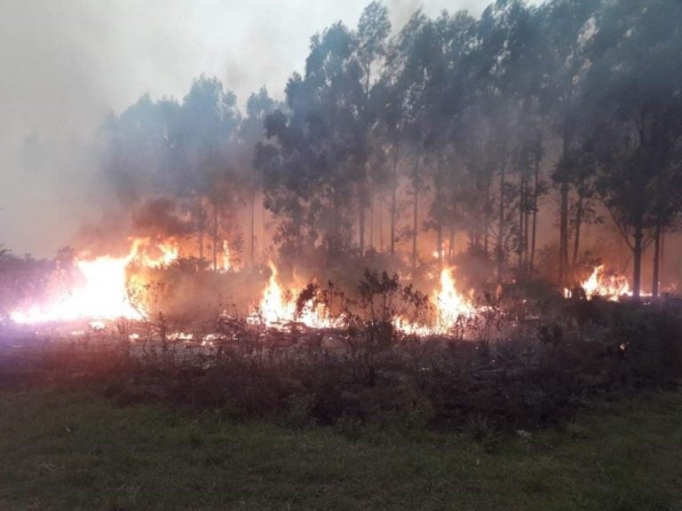 Forestación incendiada en Santa Rosa.