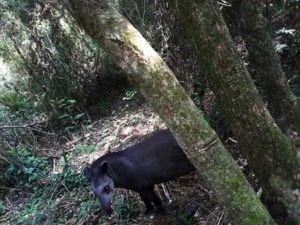 Rescate de Tapir Misiones.