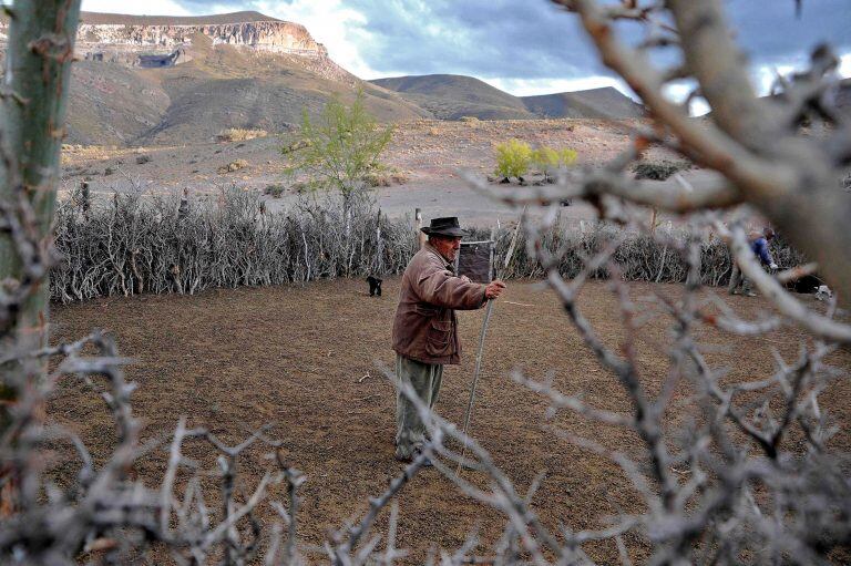 Antonio Sazo tiene 300 cabras en su rebaño. (Foto: Andrés Larrovere / AFP)