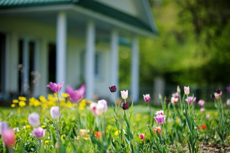 Tulipanes y jacintos