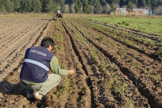 SENASA inspeccionó campos entrerrianos.