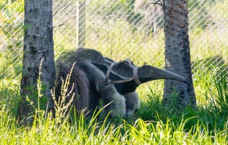 Imagen archivo. El primer oso hormiguero llegó la semana pasada a los Esteros del Iberá.