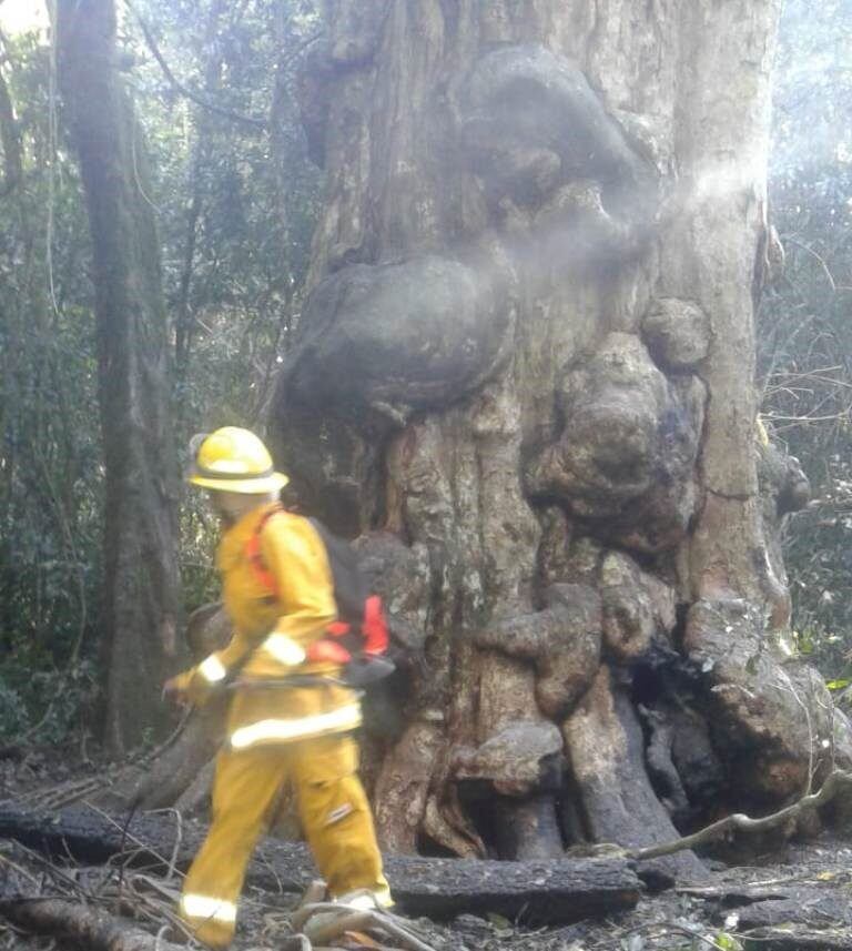 Se incendió la reconocida grapia de Campo Ramón