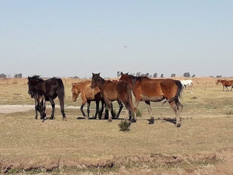 Los equinos fueron encontrados por la Policía en la ciudad de Laboulaye. (LV16)