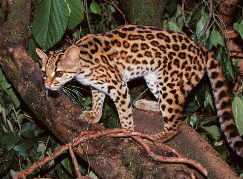 El Ocelote es considerado uno de los felinos salvajes de más bello pelaje