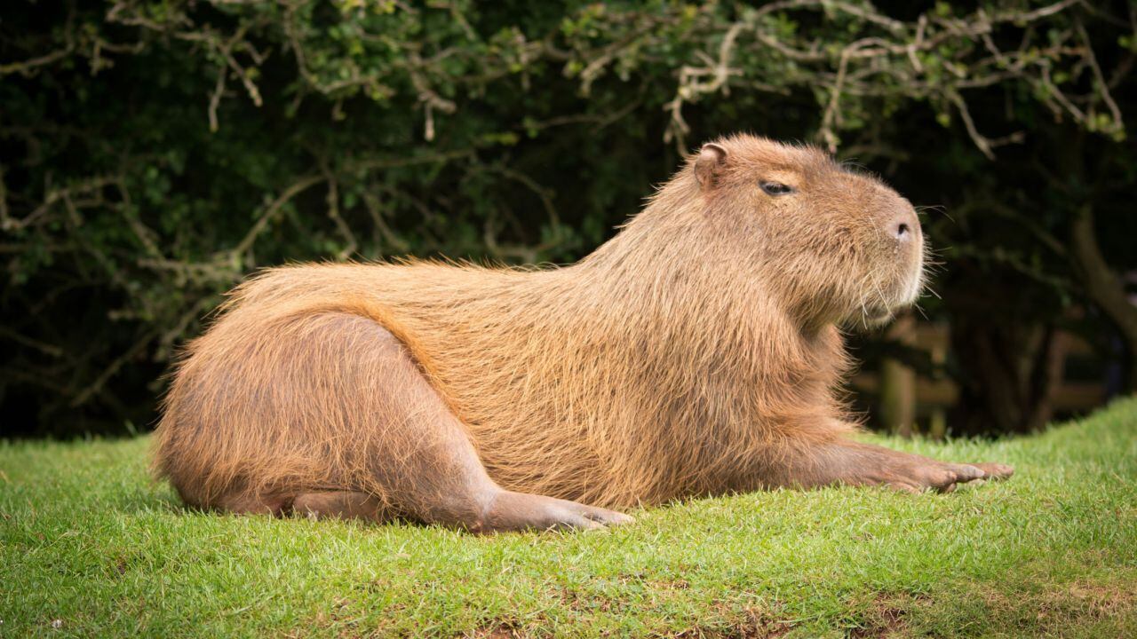 Carpinchos, los animales de la cuarentena: ¿Por qué se volvieron virales en las redes?