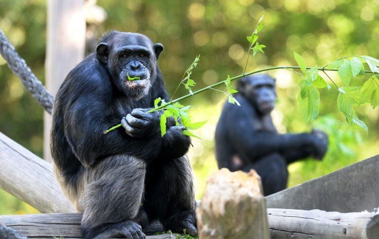 Zoológico de La Plata.