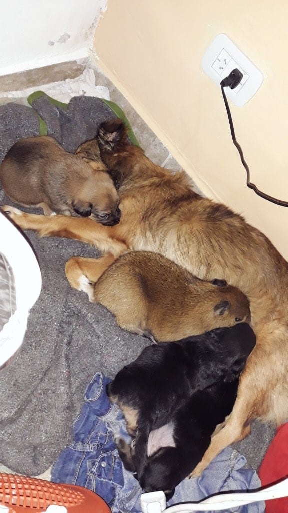 El tierno carpincho que convive entre perros (Foto: Twitter/milyytabares42).