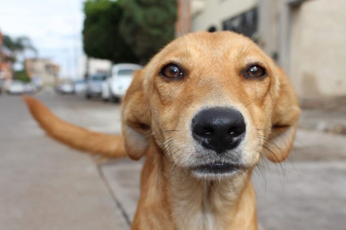 Día Mundial del Perro Callejero: por qué se celebra el 27 de julio