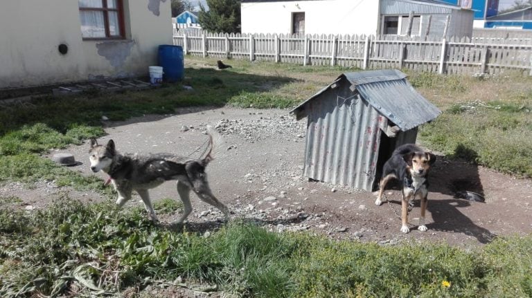 "Loba" en el jardín de su antigua vivienda.