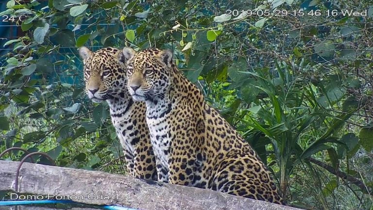 Liberarán en los Esteros del Iberá a tres yaguaretés rescatados en el Chaco Paraguayo.