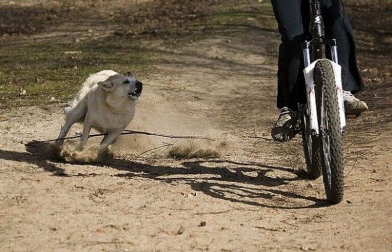 Un perro atacó a un chico de 11 años y lo mandó al Hospital.