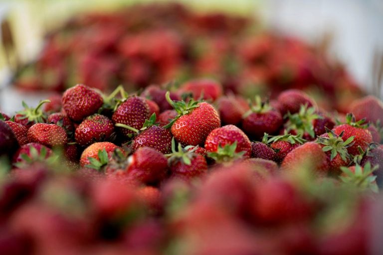 Producción de frutillas