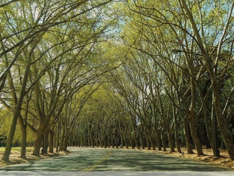 El Parque General San Martín tiene 394 hectáreas de bosques.