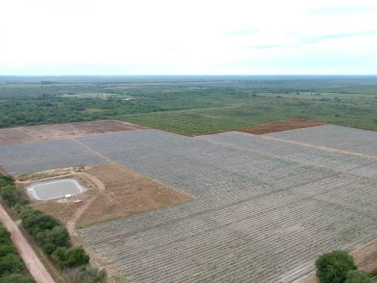 Imagen aérea de la siembra de alcaparras.