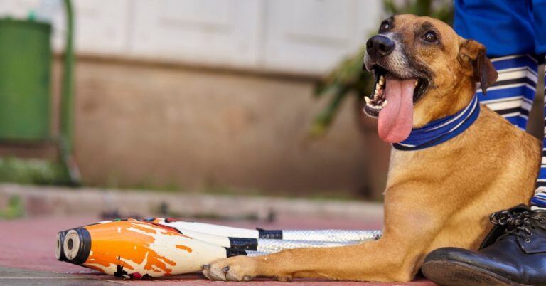 Tomy, un perro de raza Ladrador y alma de estrella.