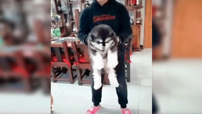 Filmó durante años cómo crecía su perro y lo mostró de una forma desopilante