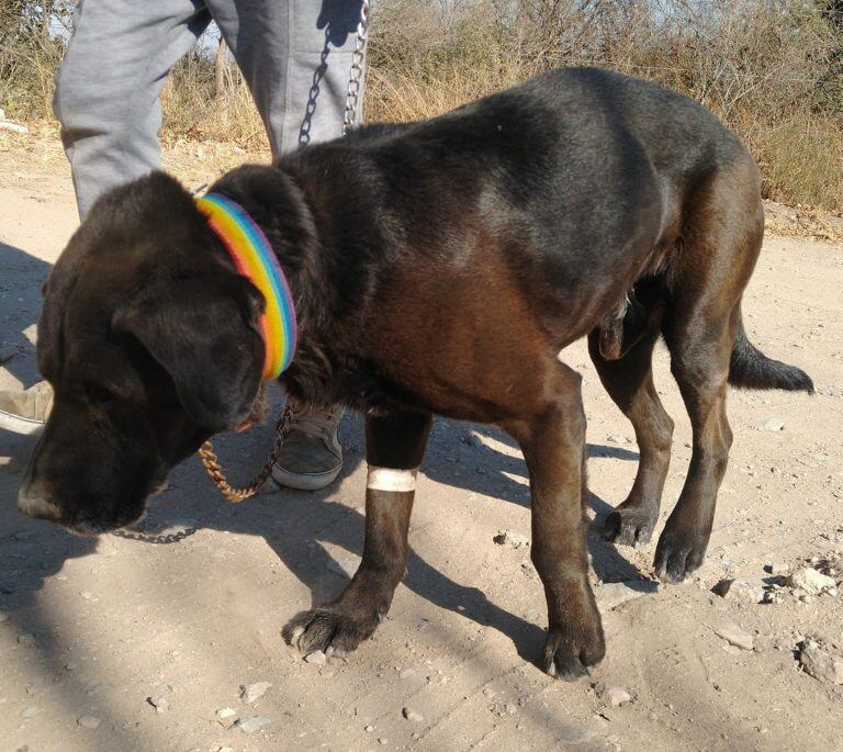 El miércoles su estado ya era "delicado".(Foto: Facebook / Muni Mascotas Villa Carlos Paz).