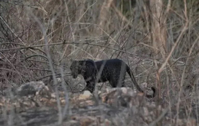 Leopardo negro (Web)