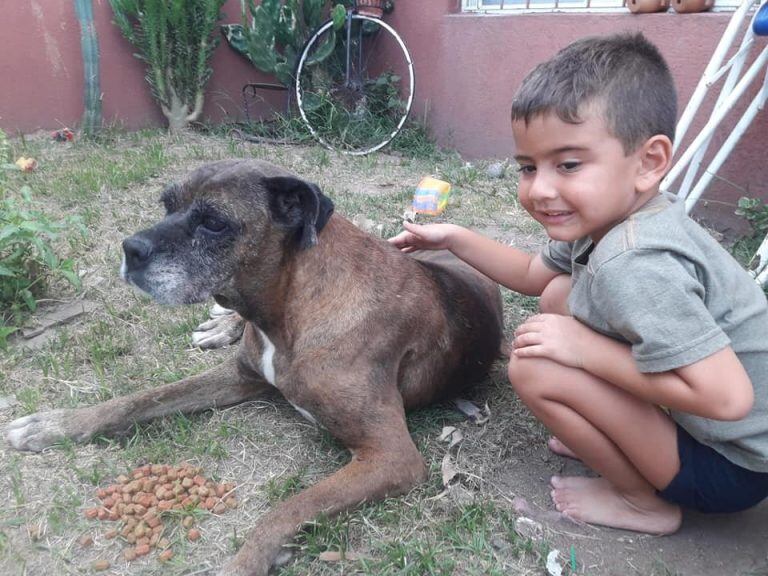 La perrita se subió en el colectivo en Villa María y terminó bajando en la terminal de Luján, en Buenos Aires. (Fotos Facebook)