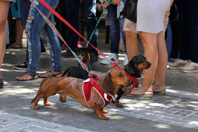 Encuentro de perros salchichas