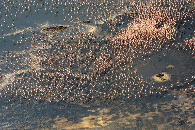 Impresionantes imágenes de la reserva natural de Miramar de Ansenuza, en la Laguna Mar Chiquita.
  foto: Hugo Giraudo