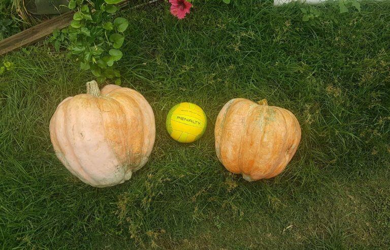 Comparación con una pelota de Voley