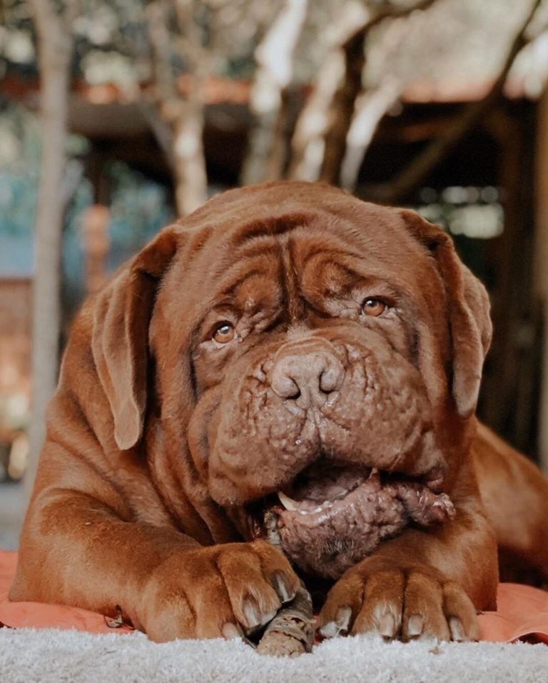 Hulk, el dogo de Burdeos de los Messi (Instagram)