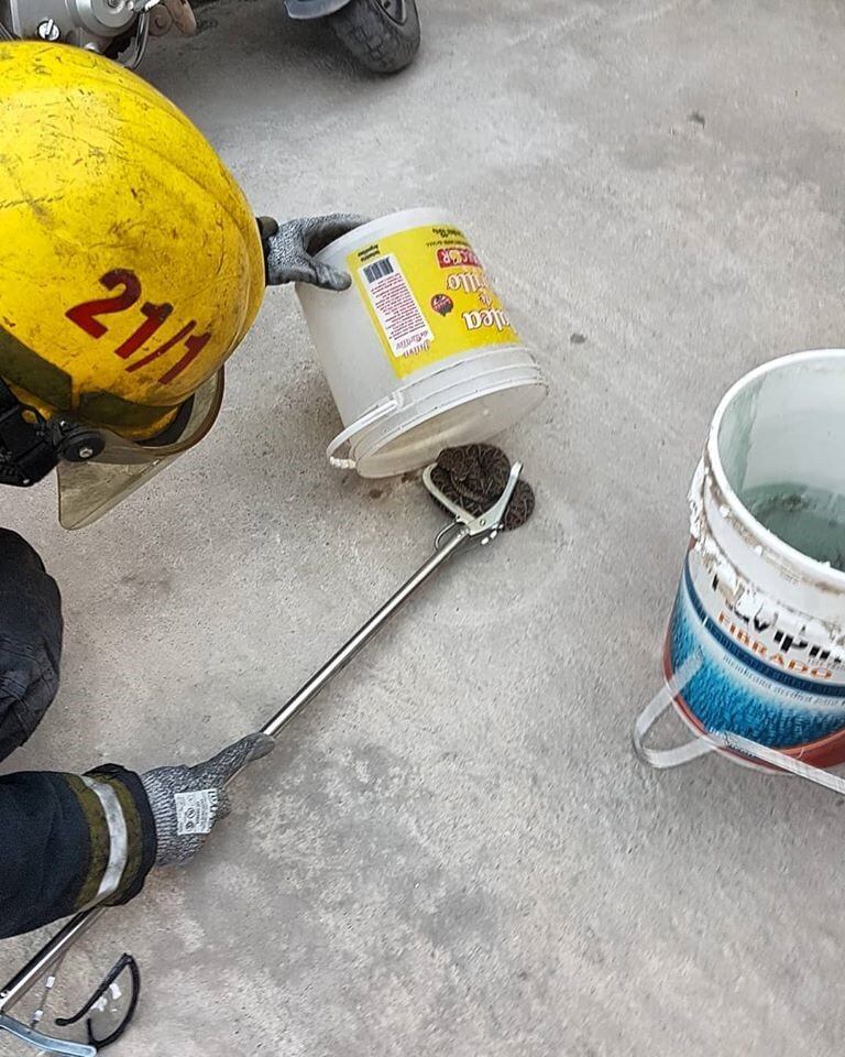 Bomberos Voluntarios de Arroyito extrajeron varios ofidios